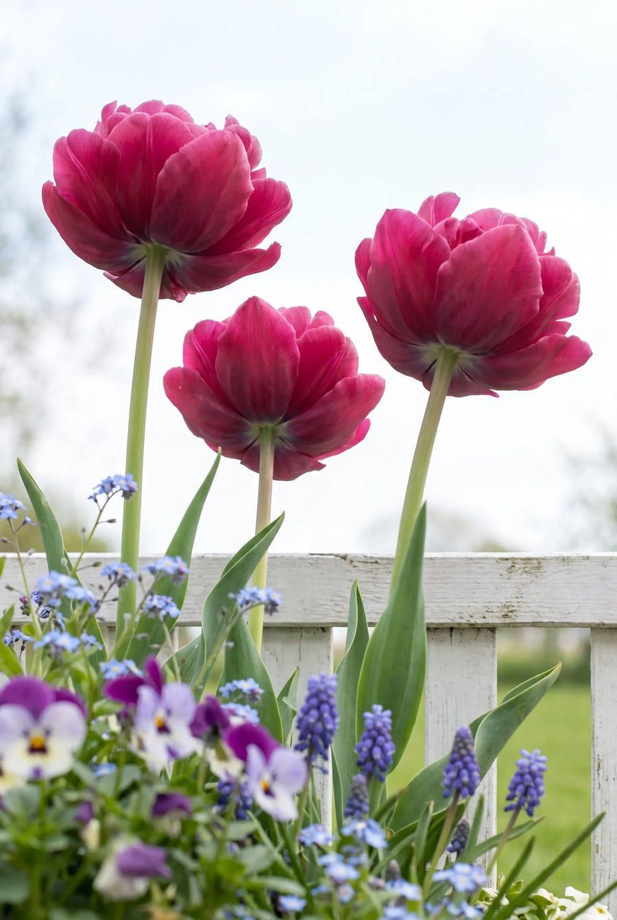 Tulipa World Bowl — in de tuin