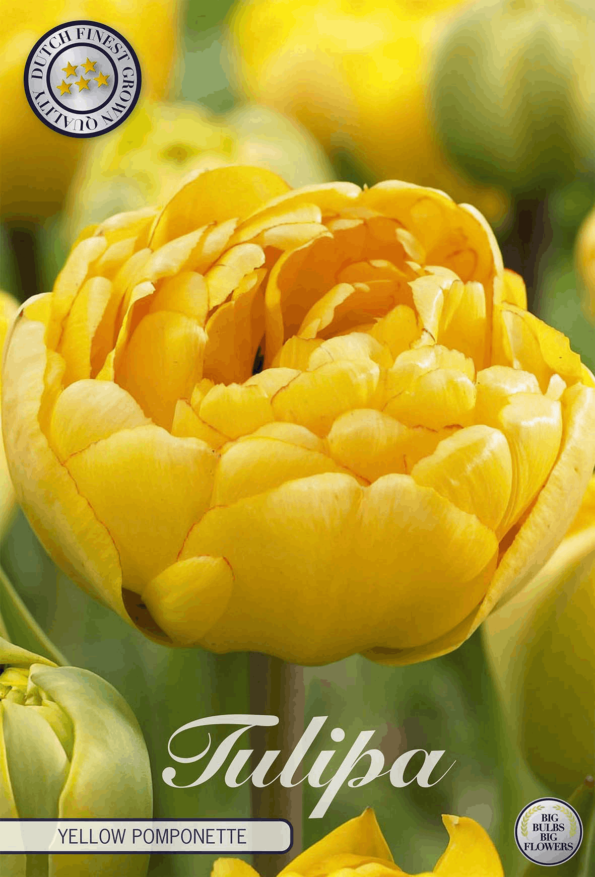 Tulp Gele Pomponette