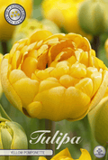 Tulp Gele Pomponette