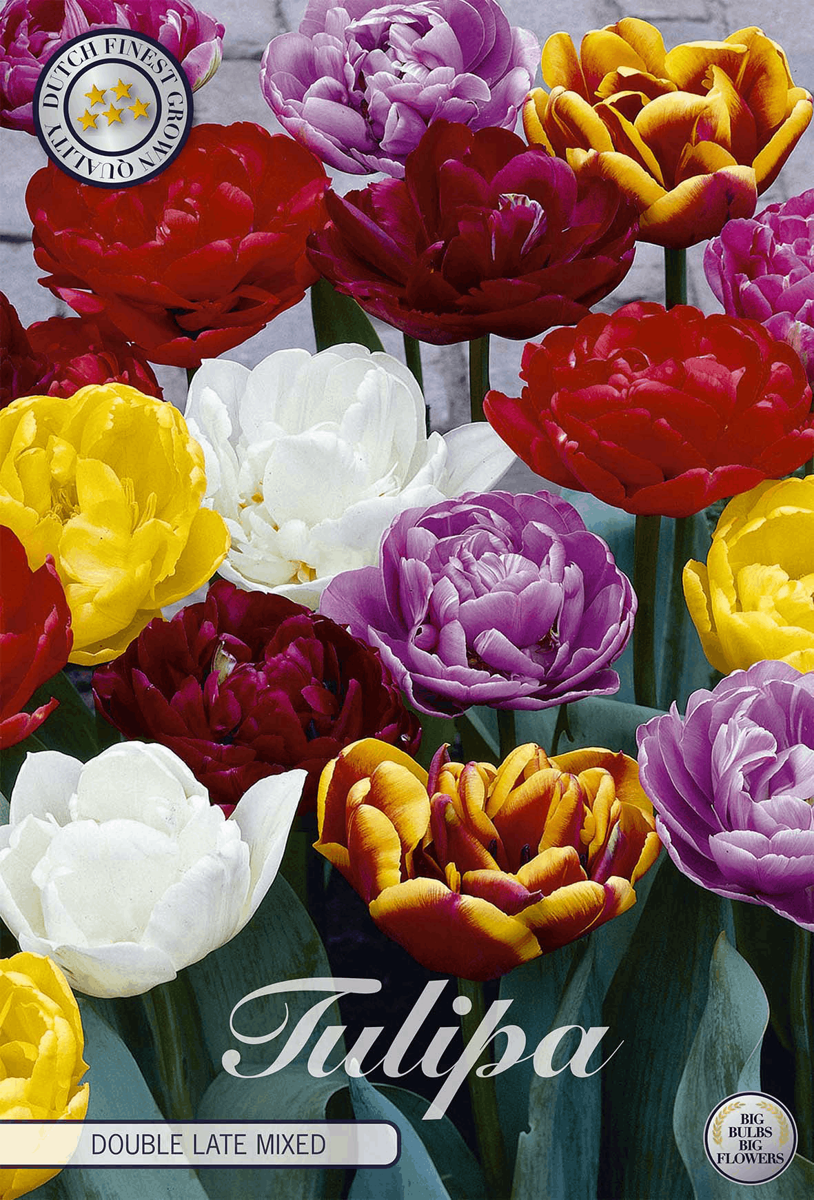 Tulipa Double Late Mixed