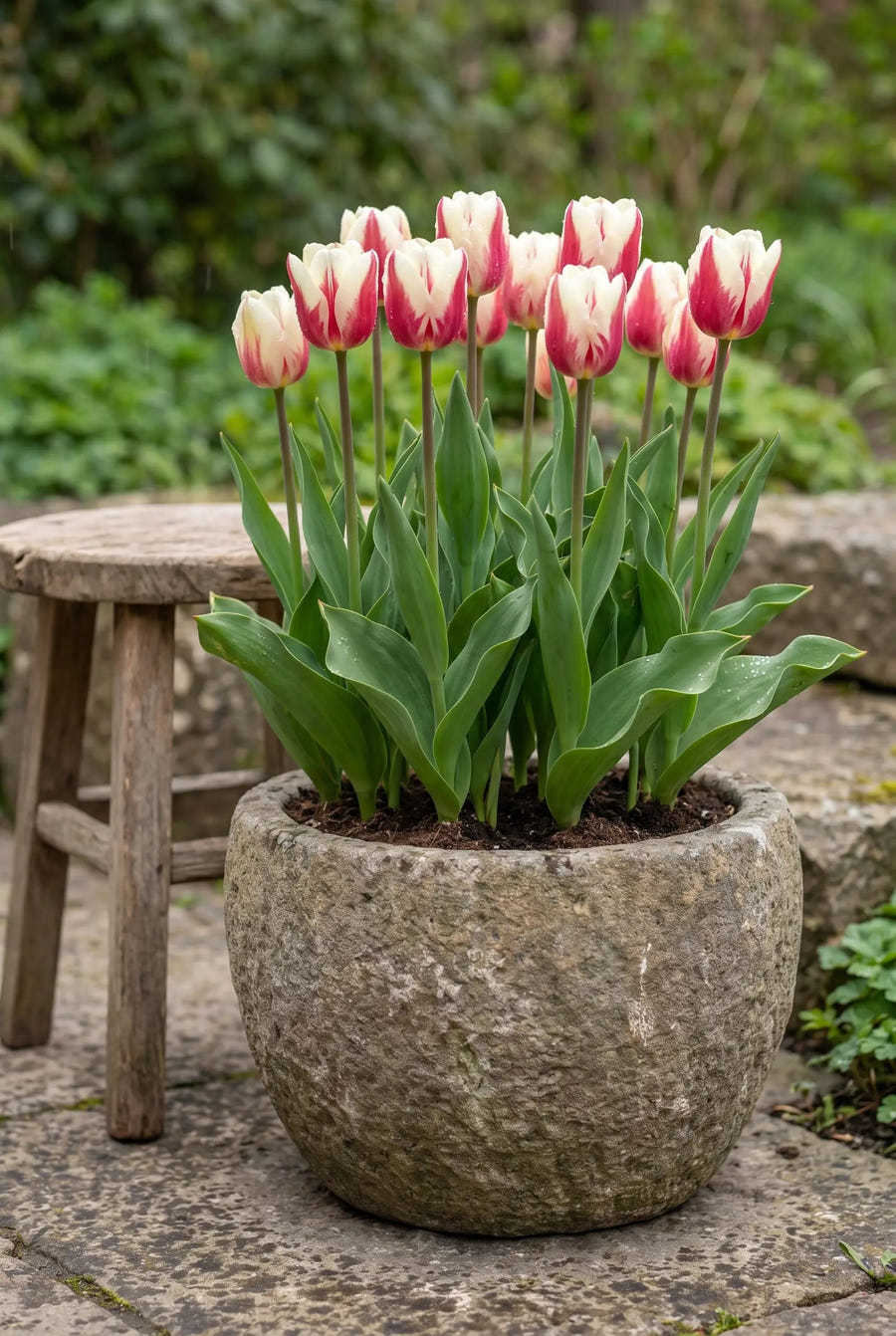 Tulipa Mary Ann — in pot op terras