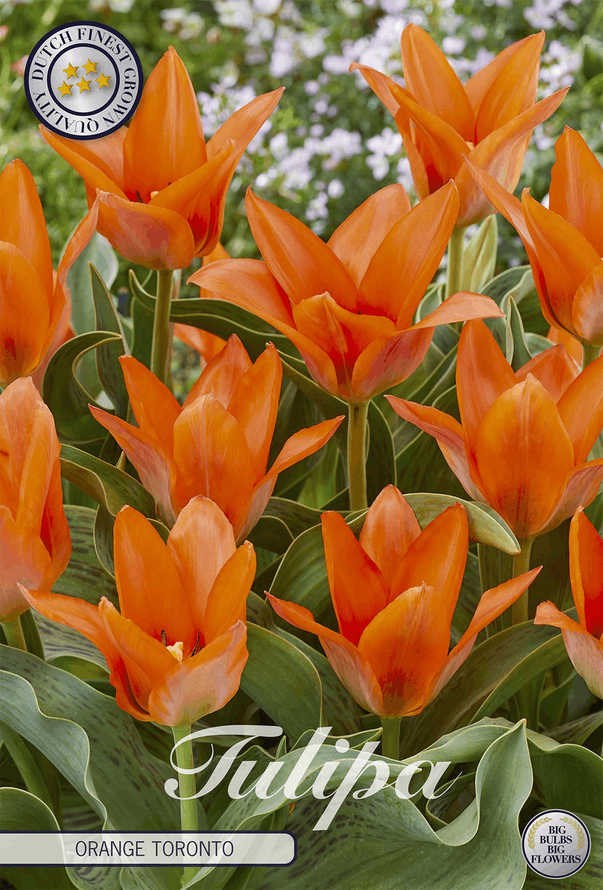 Tulp Oranje Toronto