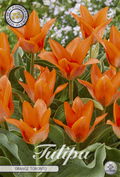 Tulp Oranje Toronto