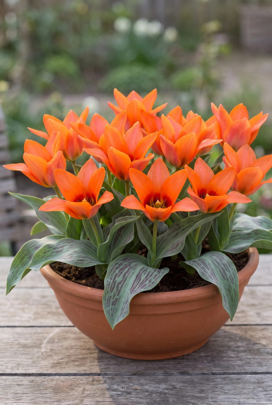 Tulipa Orange Toronto — in pot op terras