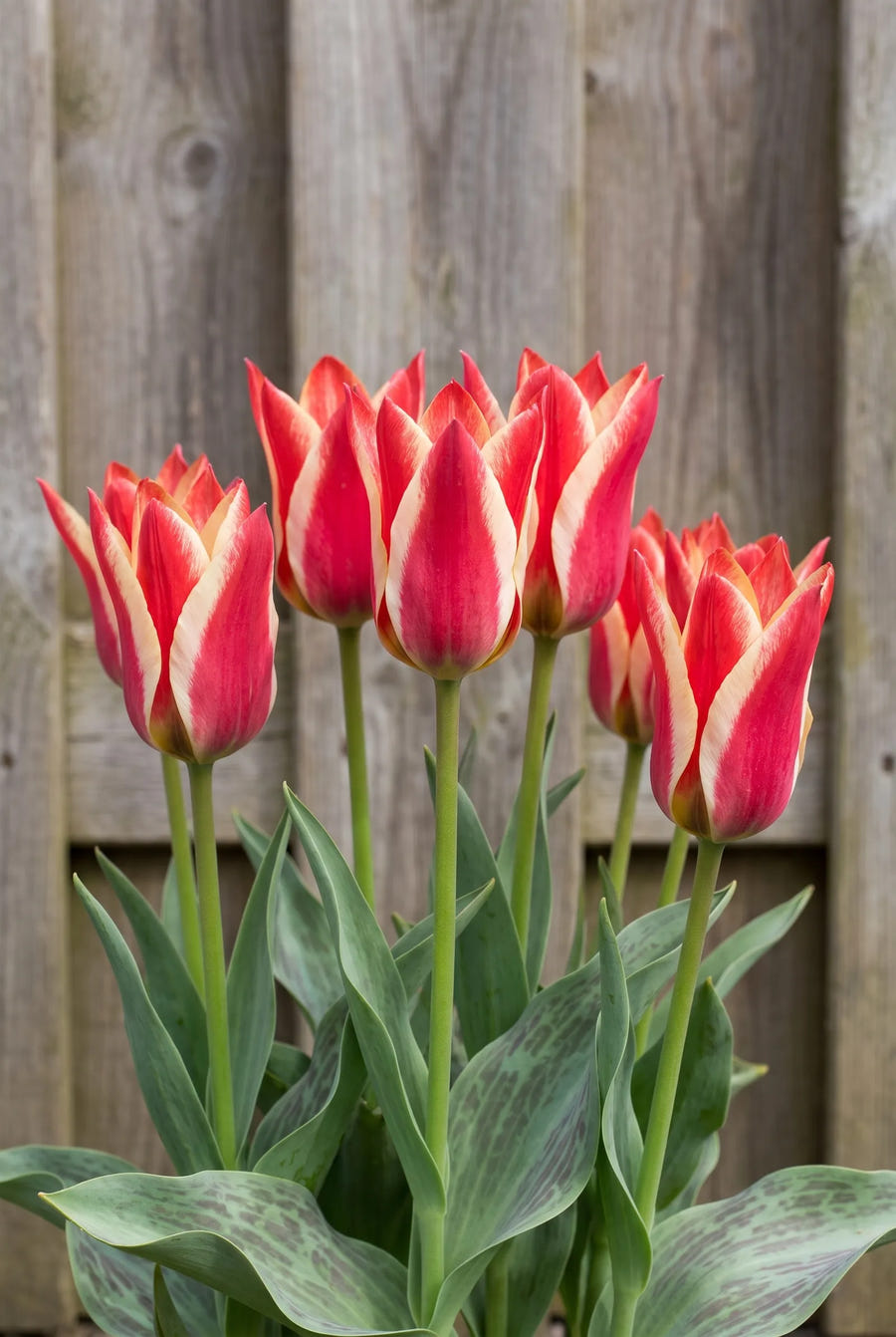 Tulipa Pinocchio — in de border