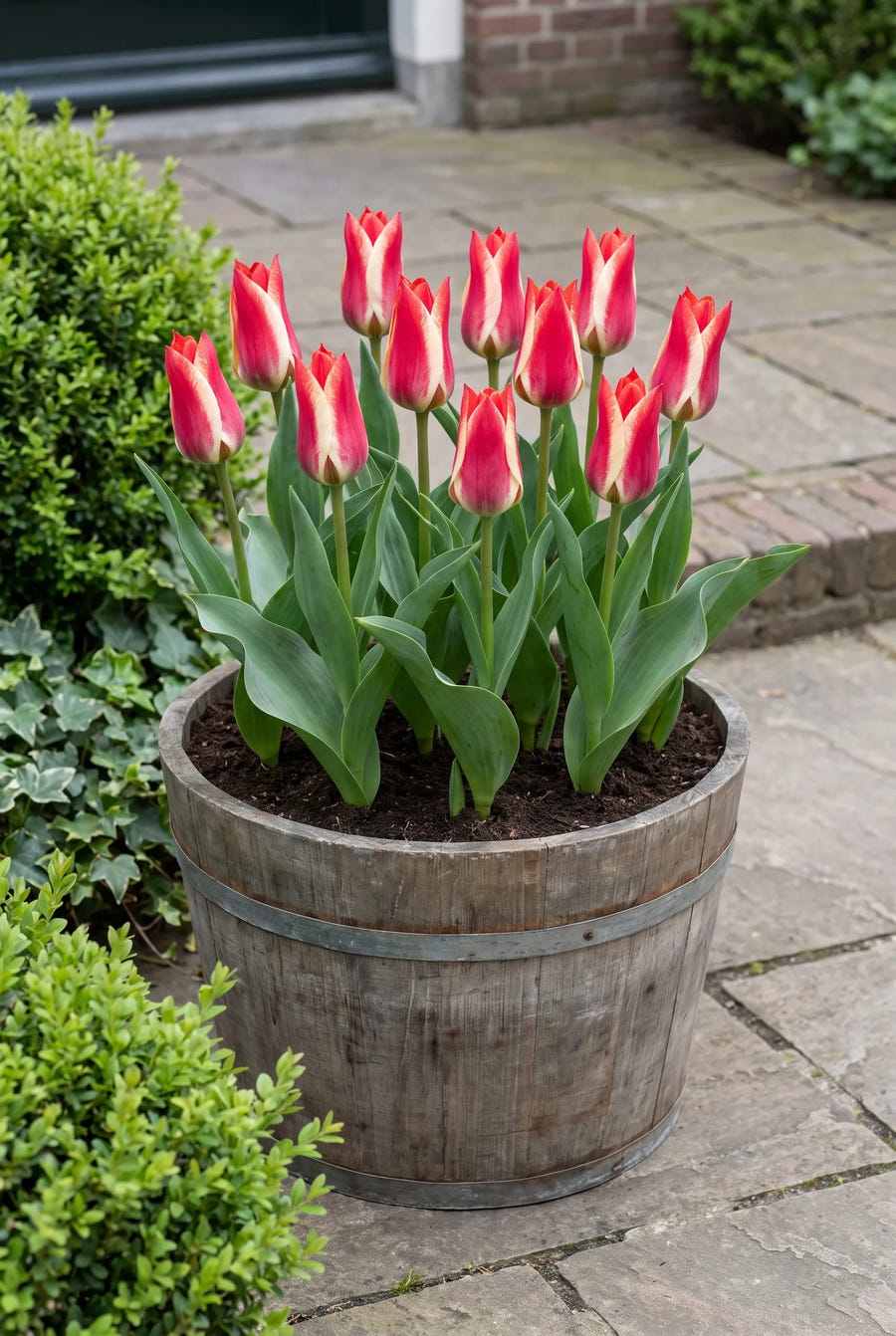 Tulipa Pinocchio — in pot op terras