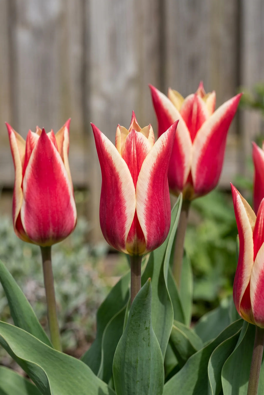 Tulipa Pinocchio — sfeerbeeld