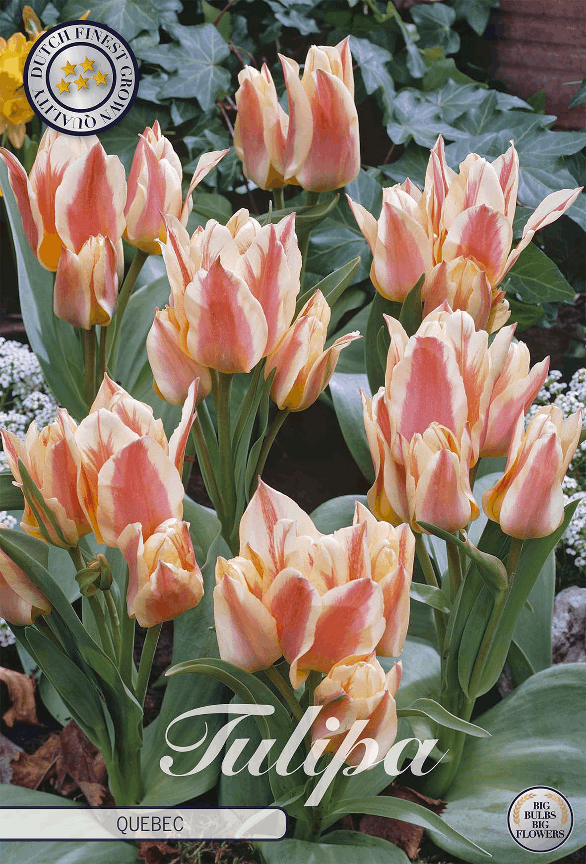 Tulp Quebec