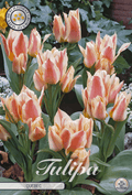 Tulp Quebec