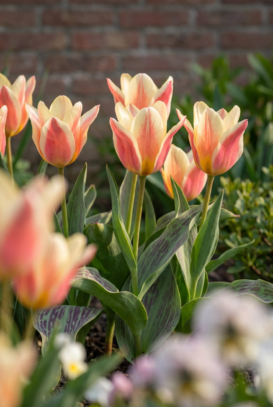 Tulipa Quebec — in de tuin