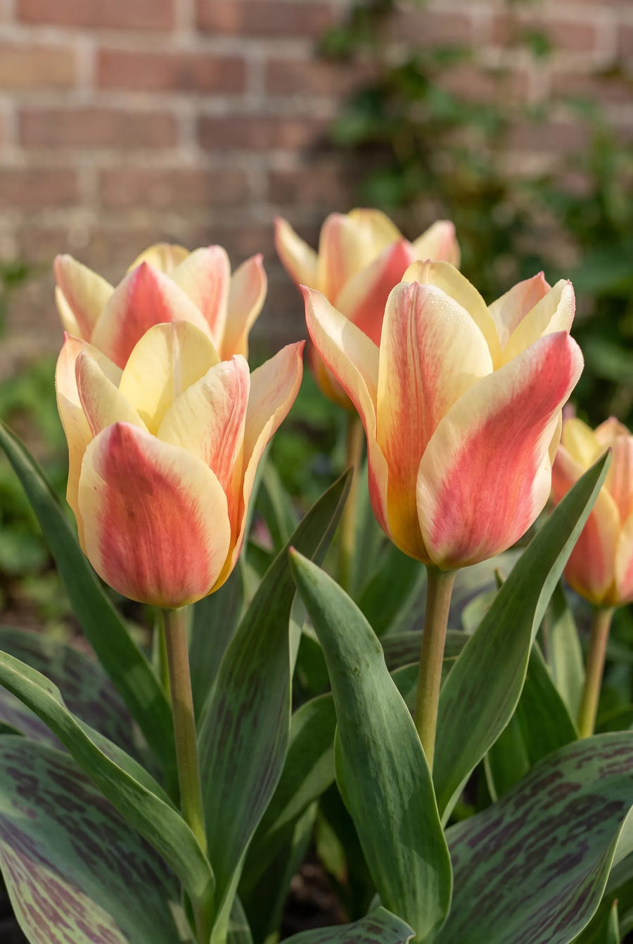 Tulipa Quebec — sfeerbeeld