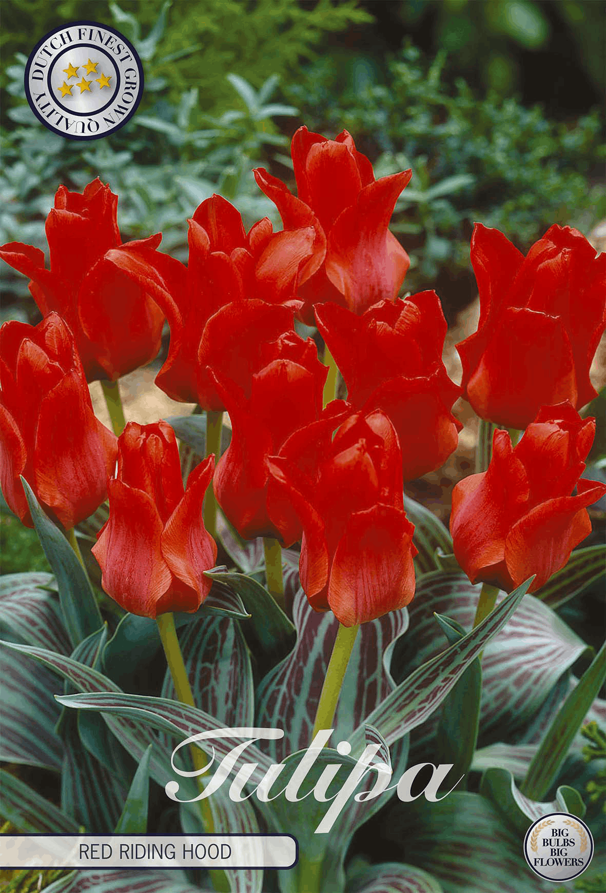 Tulp Roodkapje