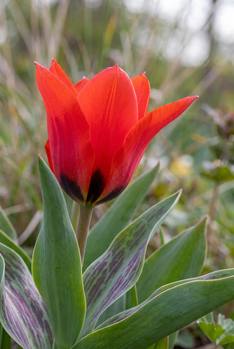 Tulipa Red Riding Hood — close-up van de bloem