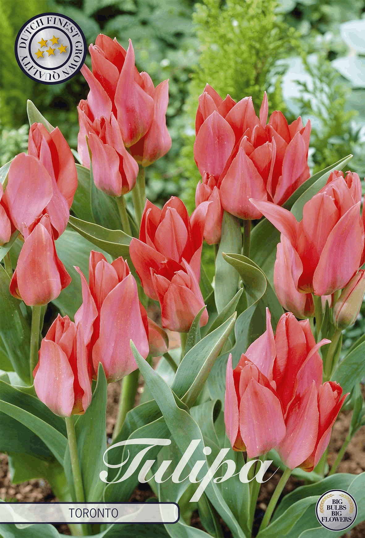 Tulp Toronto