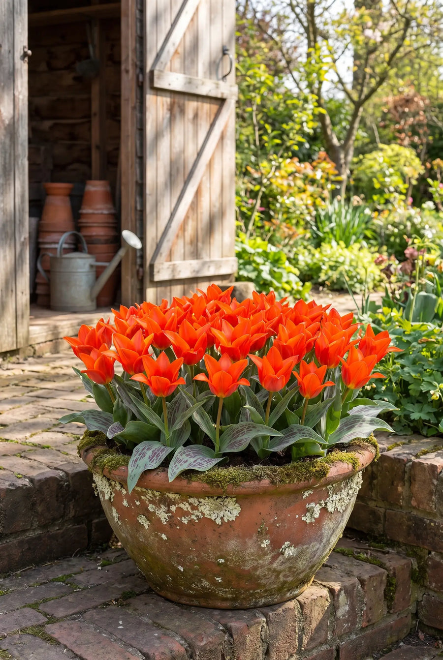 Tulipa Toronto — in pot op terras