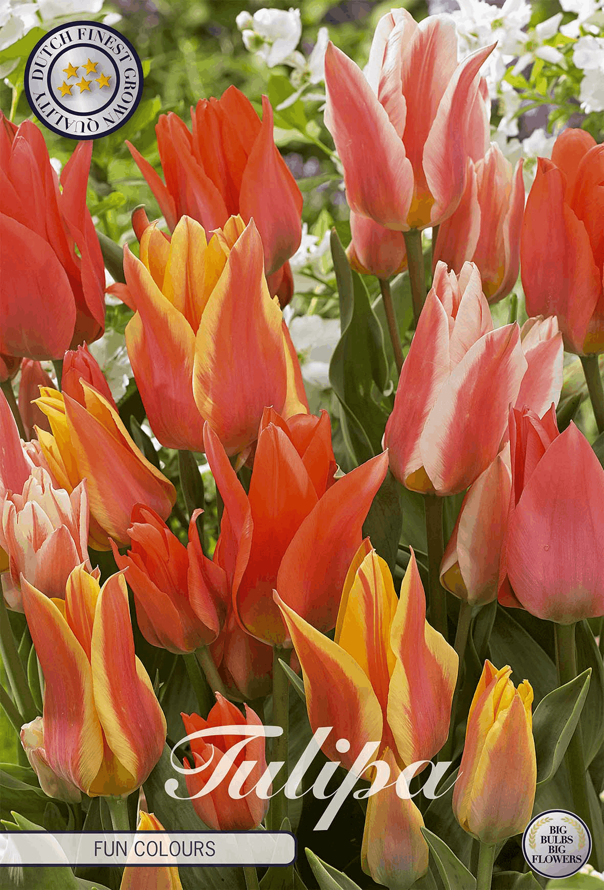 Tulipa Leuke Kleuren