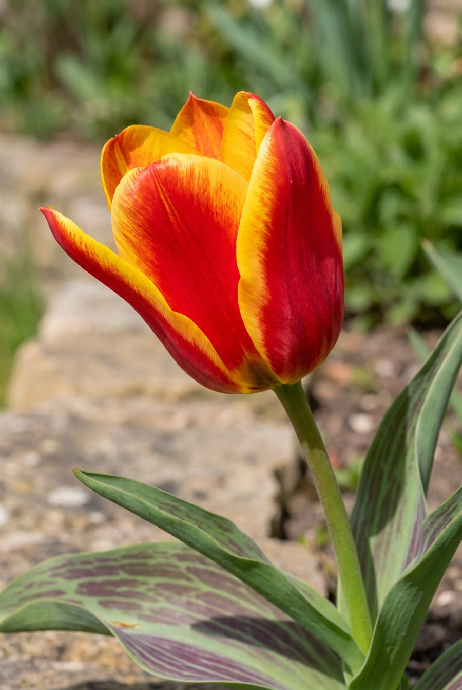 Tulipa Fun Colours — close-up van de bloem