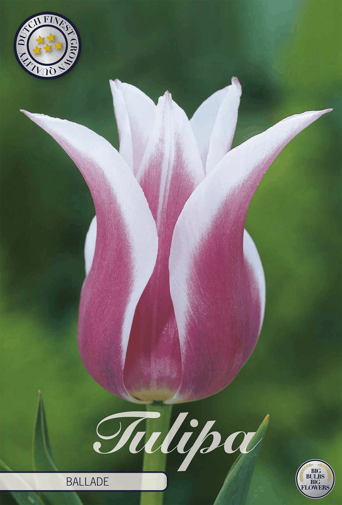 Tulpenballade