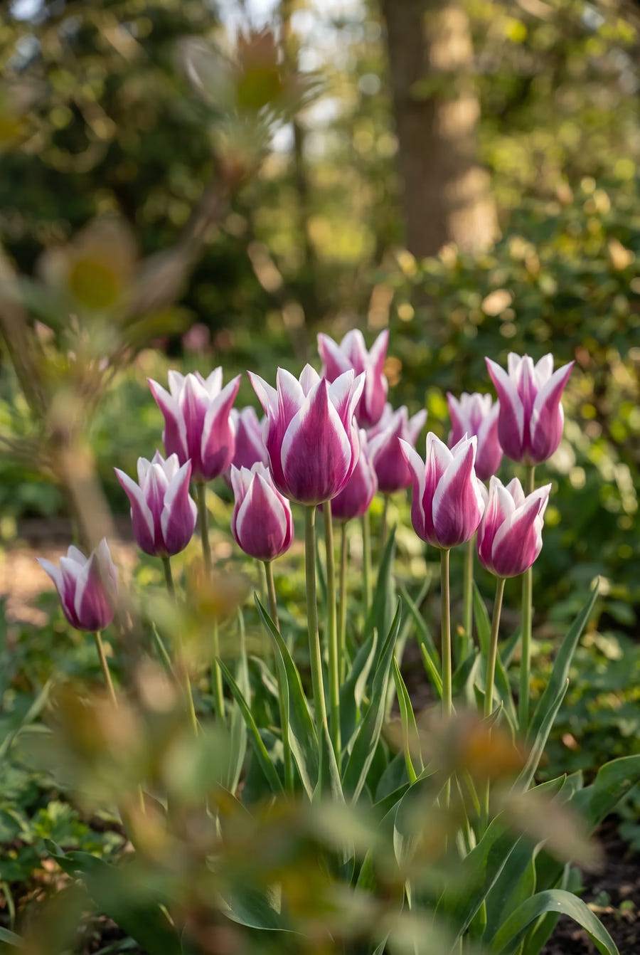 Tulipa Ballade — in de tuin
