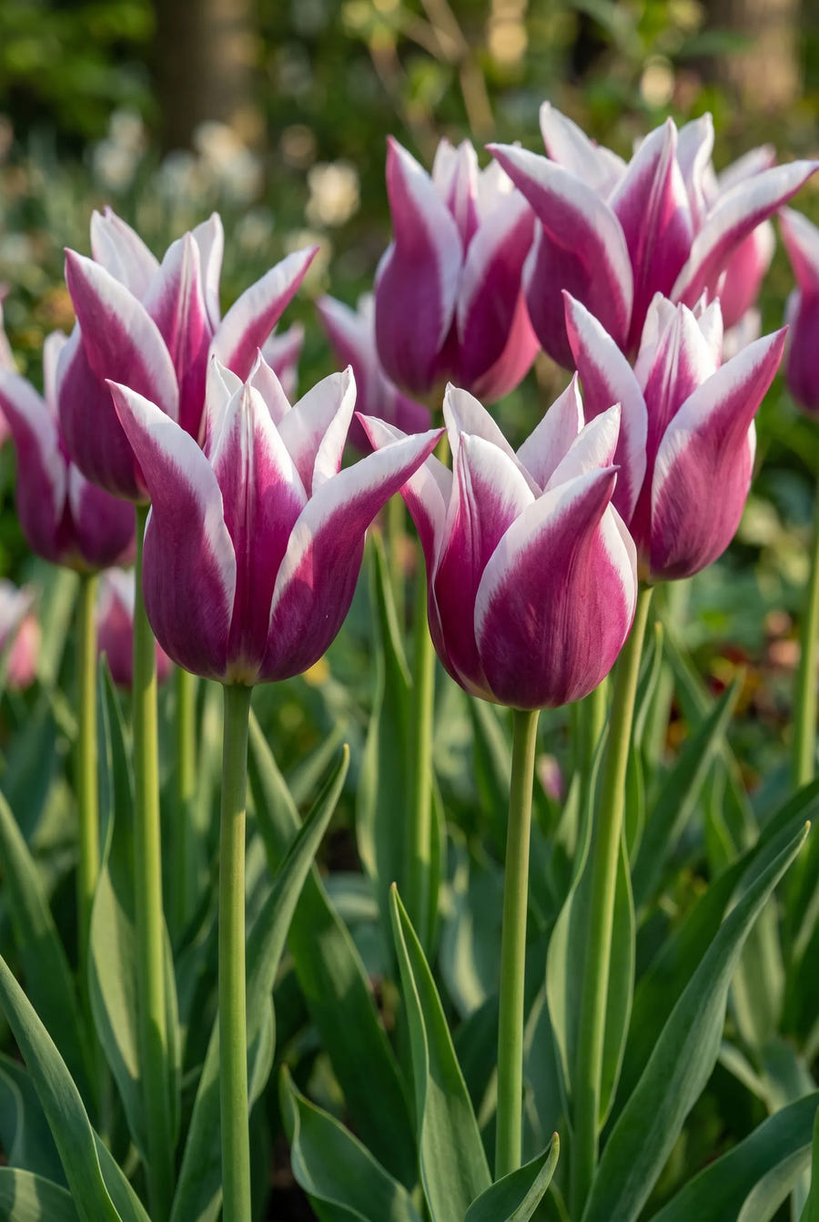 Tulipa Ballade — sfeerbeeld