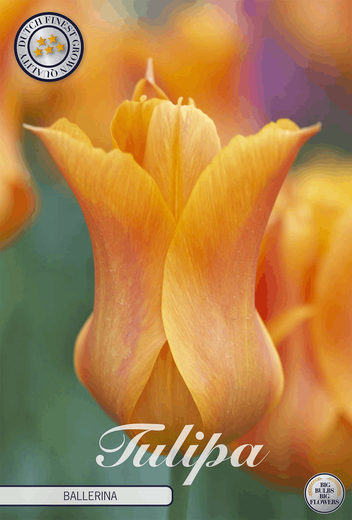 Tulp Ballerina