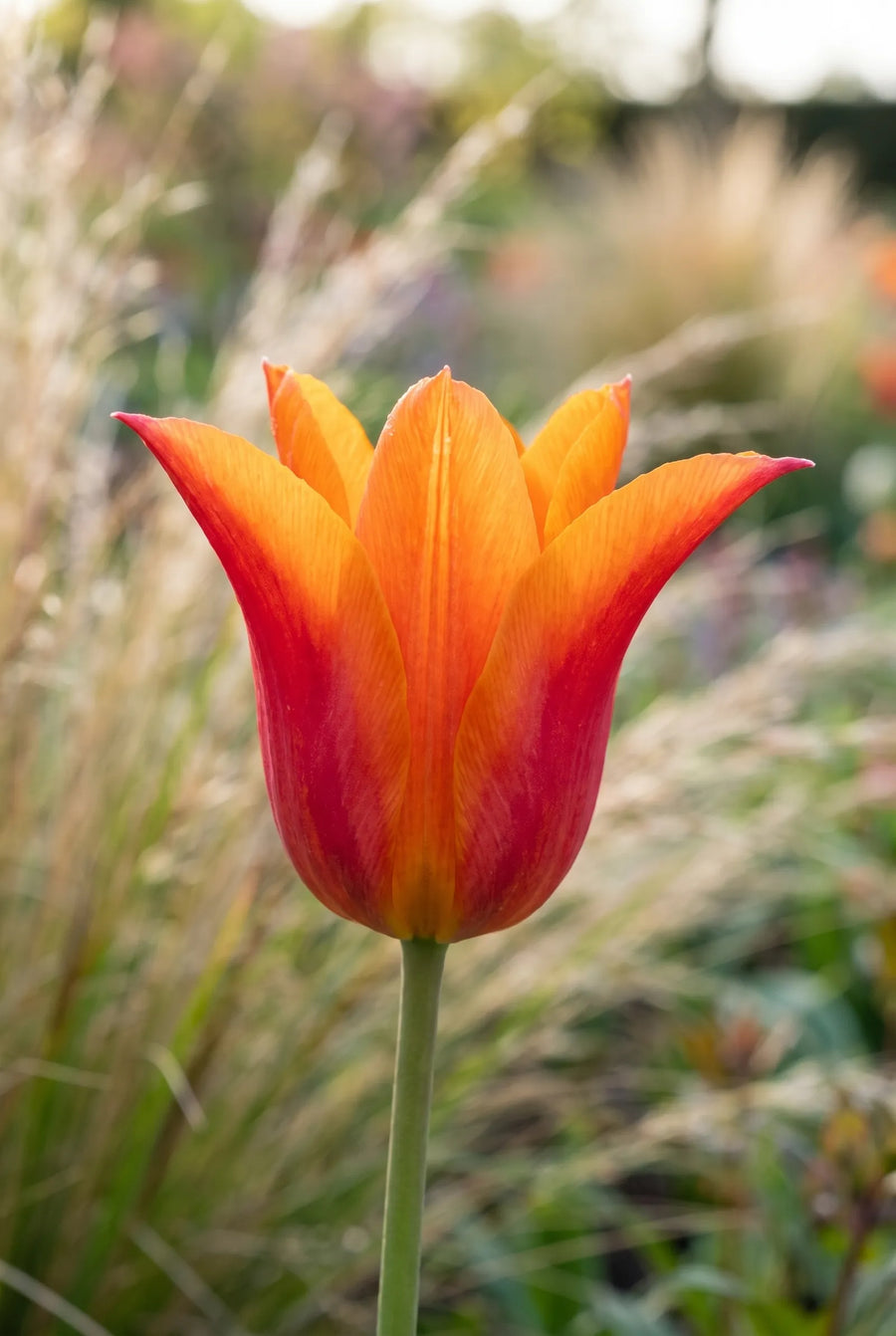 Tulipa Ballerina — close-up van de bloem