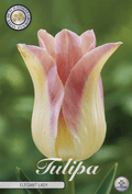 Tulipa Elegante Dame