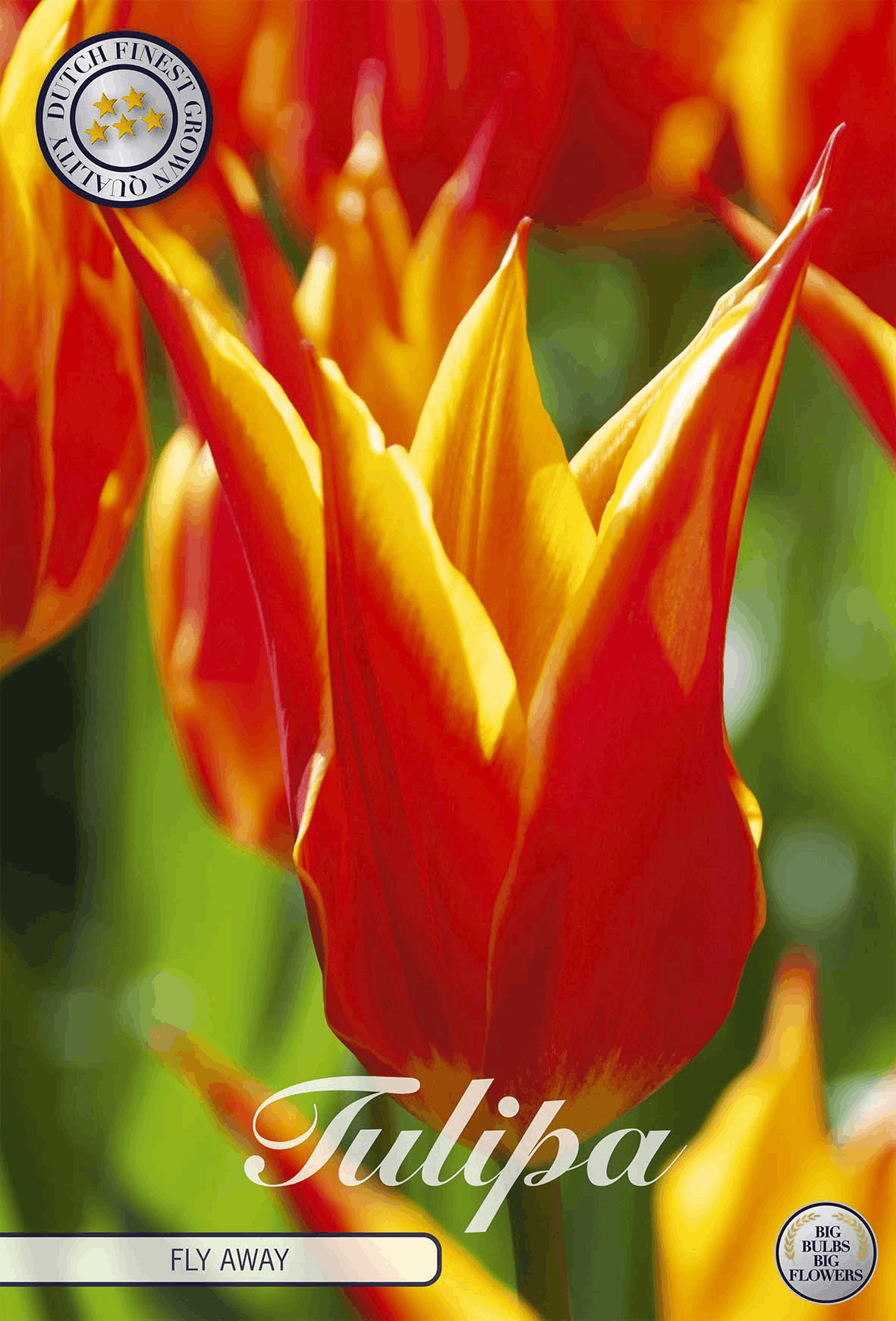Tulpen vliegen weg