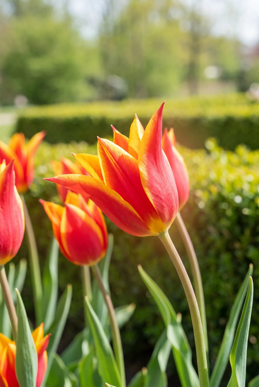 Tulipa Fly Away — sfeerbeeld