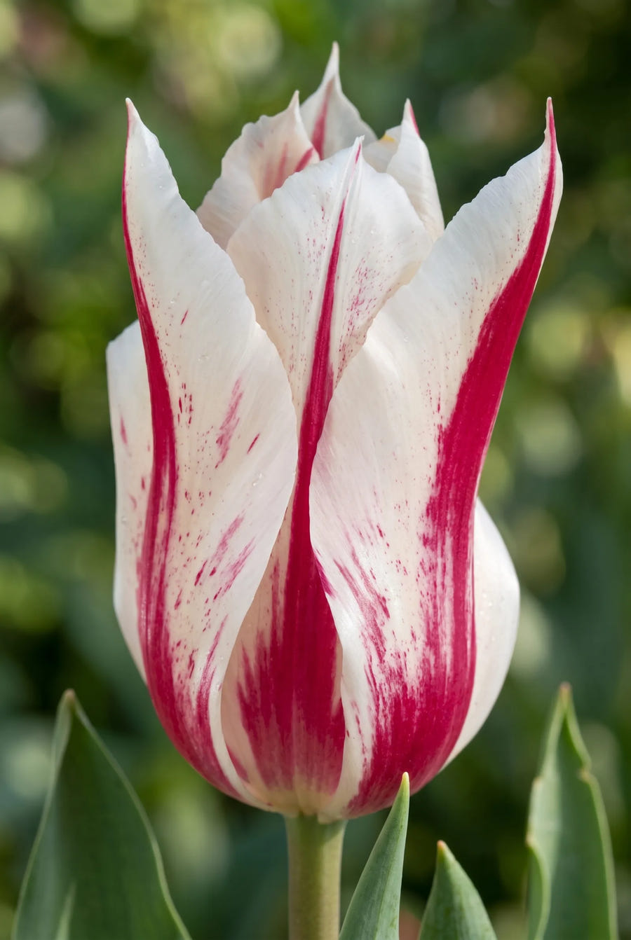 Tulipa Marilyn — close-up van de bloem