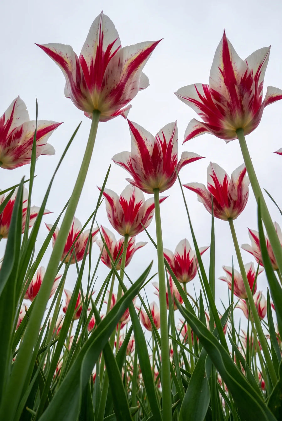 Tulipa Marilyn — in de tuin