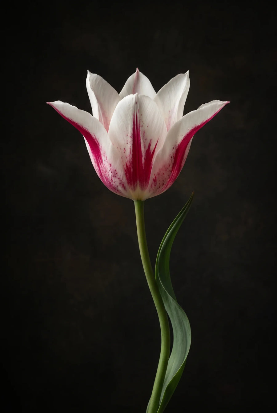 Tulipa Marilyn — sfeerbeeld