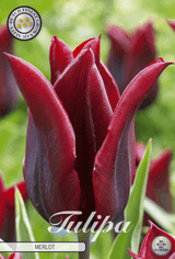 Tulipa Merlot