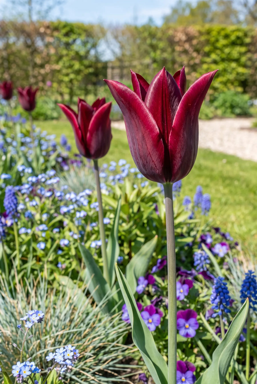 Tulipa Merlot — sfeerbeeld