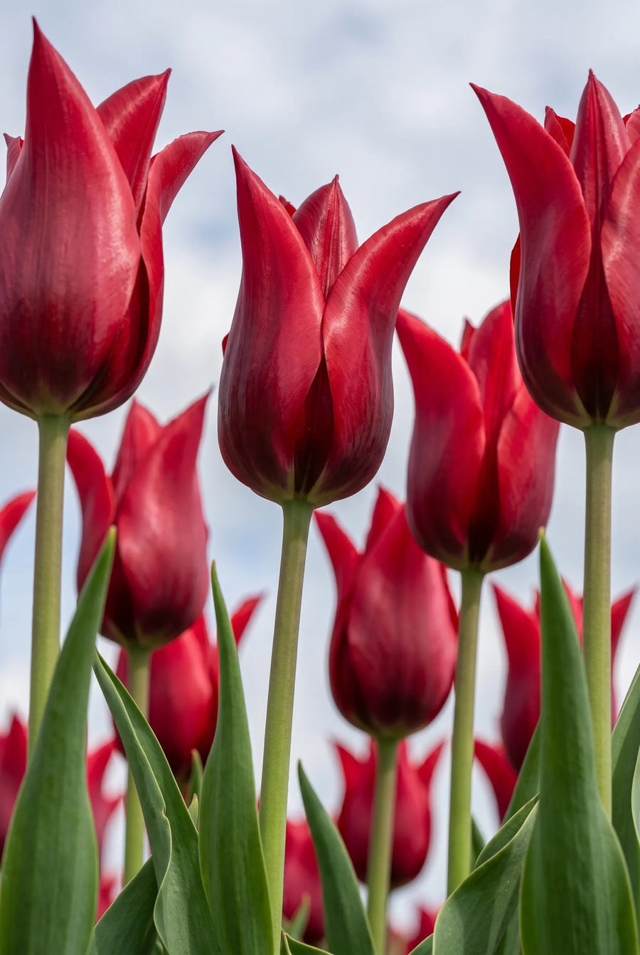 Tulipa Pieter de Leur — sfeerbeeld