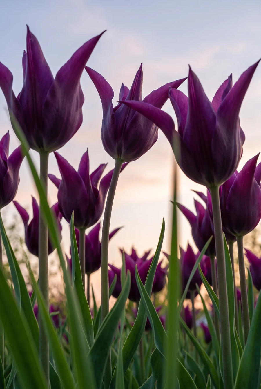 Tulipa Purple Dream — in de tuin