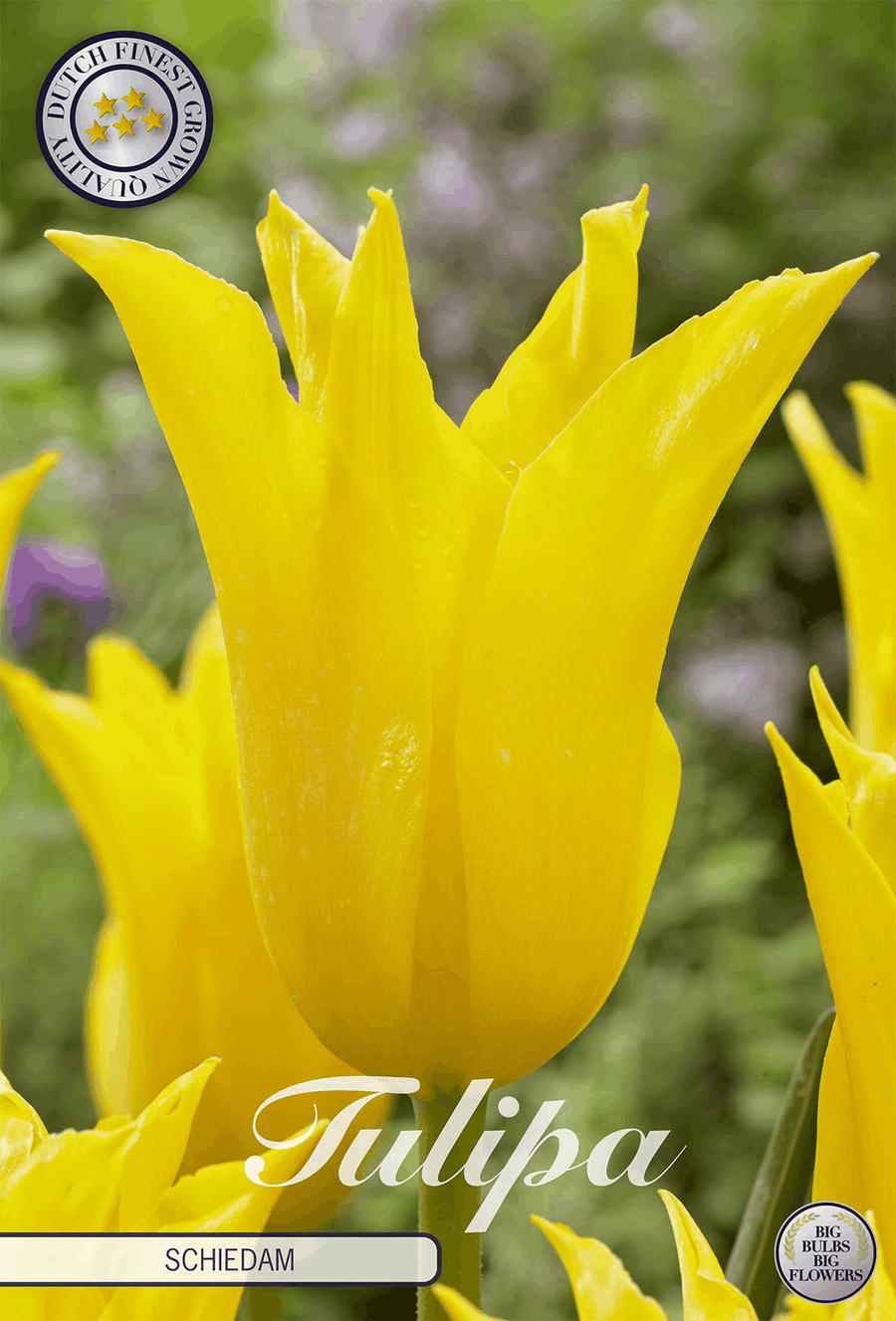 Tulipa Schiedam