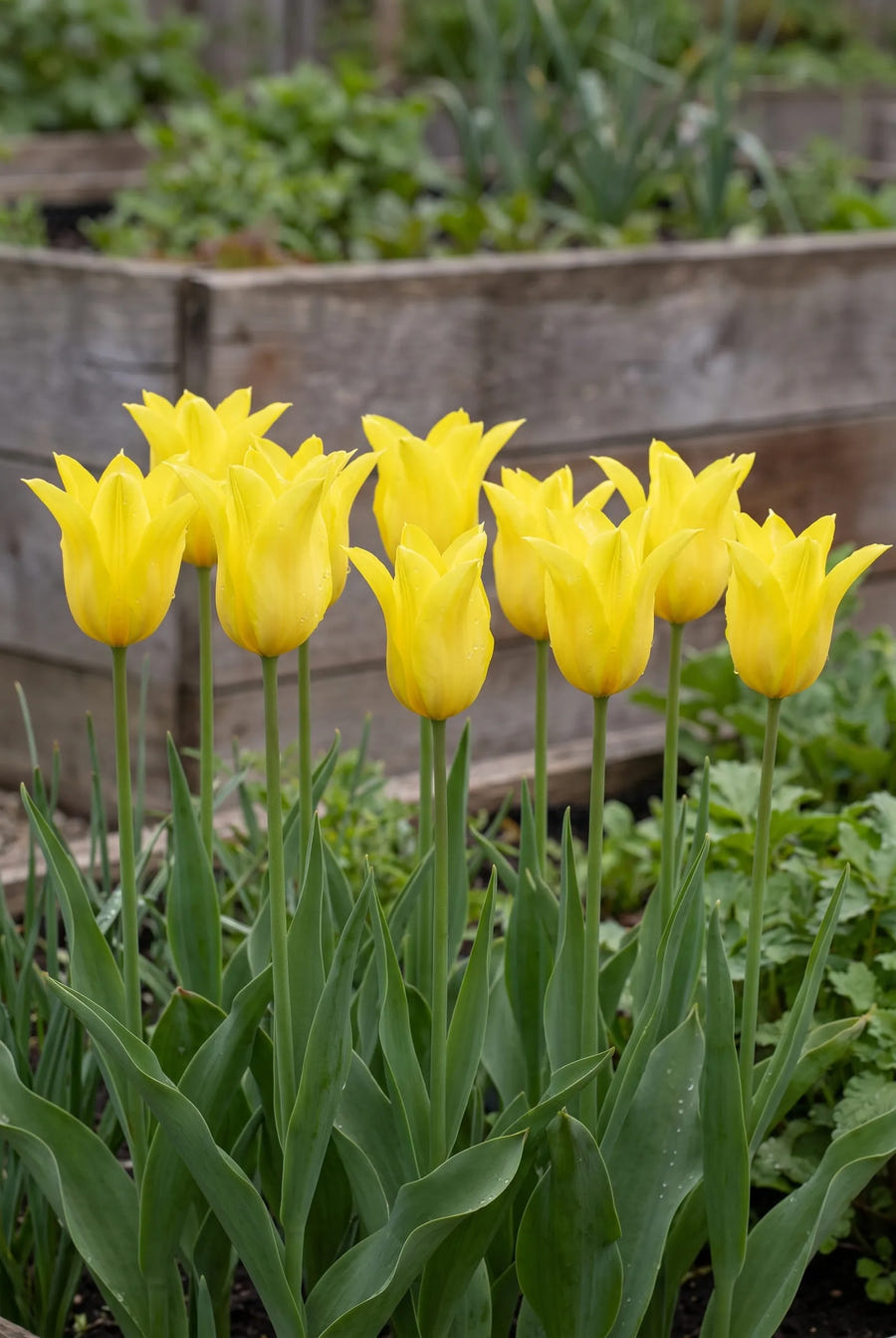 Tulipa Schiedam — groep in de tuinborder