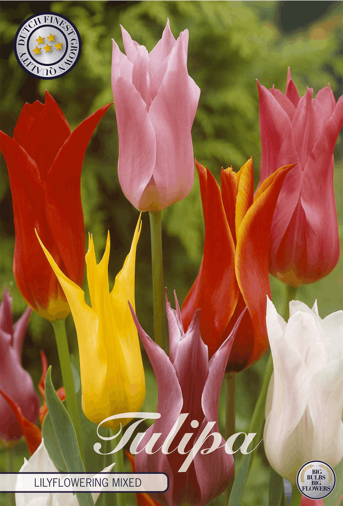 Tulpen, lelies, gemengde bloemen