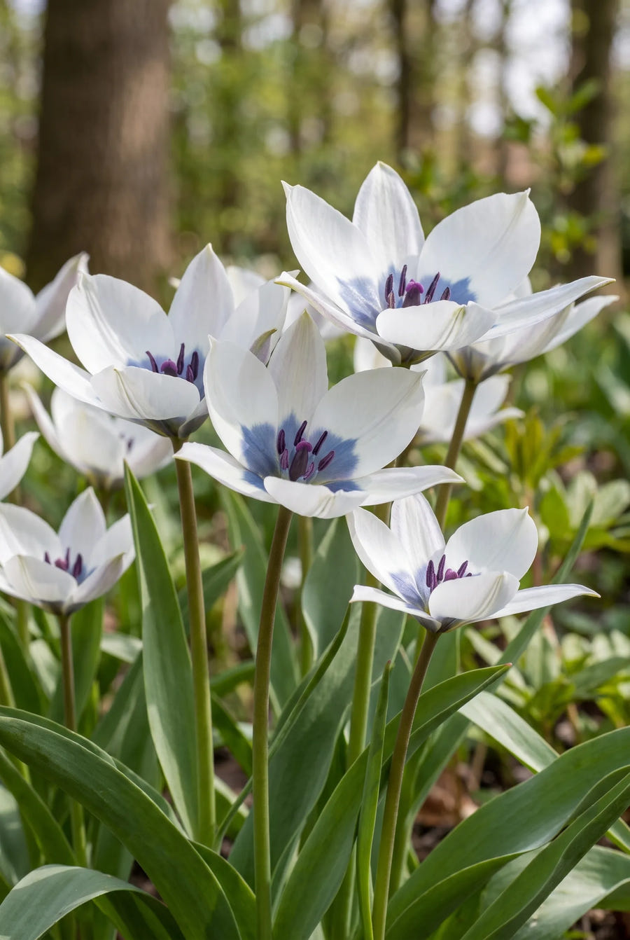 Tulipa Alba Coerulea — sfeerbeeld