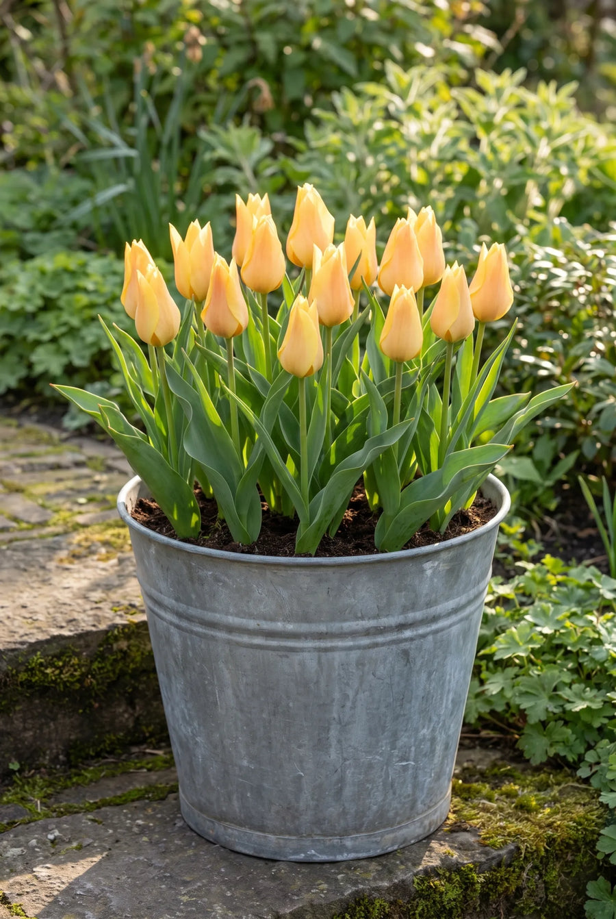 Tulipa Batalinii Bright Gem — in pot op terras
