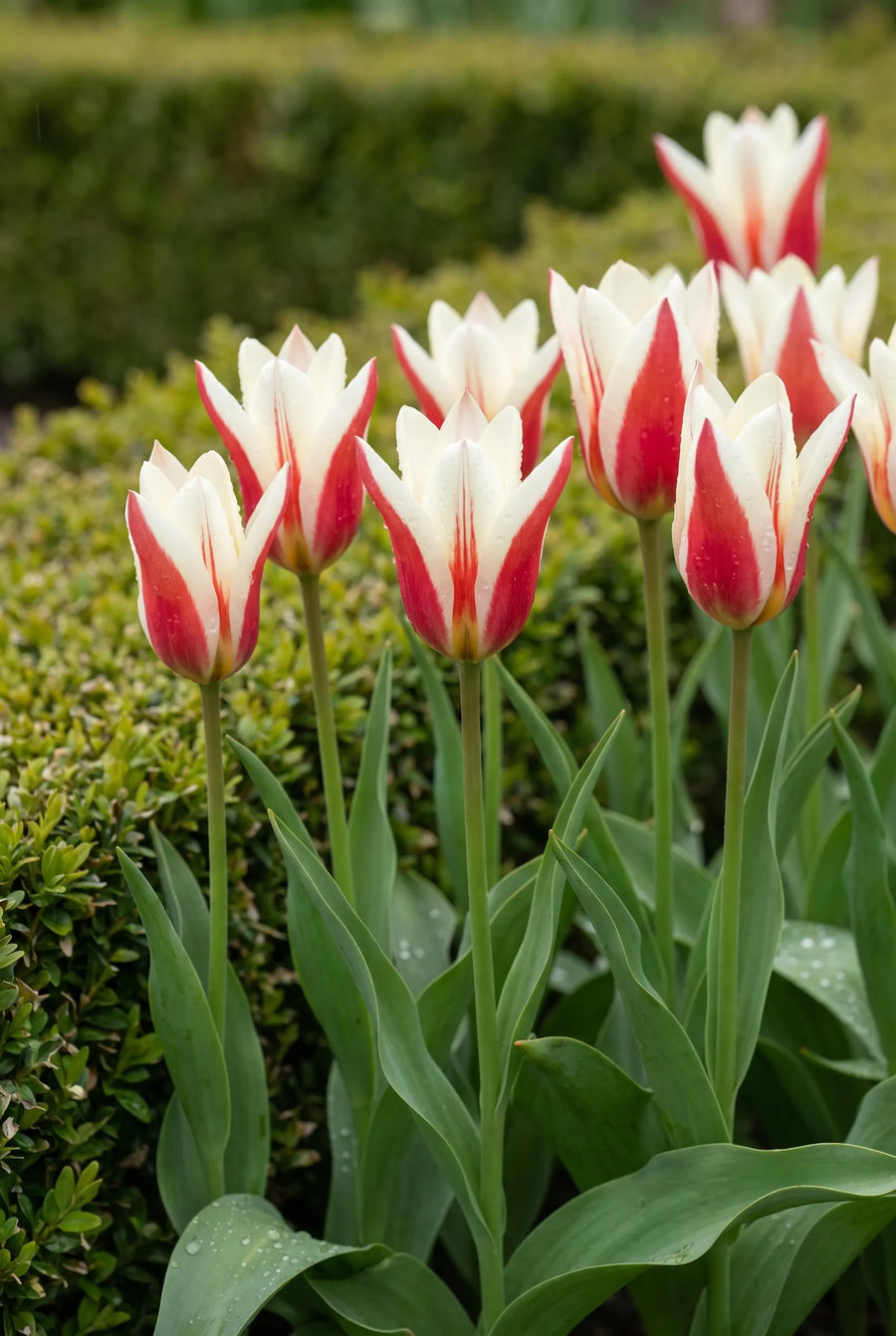 Tulipa Clusiana — in de border