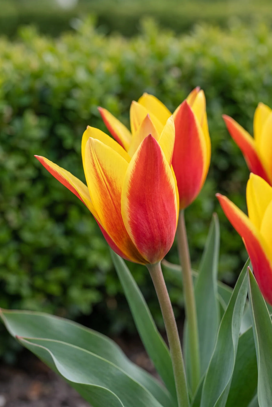 Tulipa Clusiana Tubergens Gem — sfeerbeeld