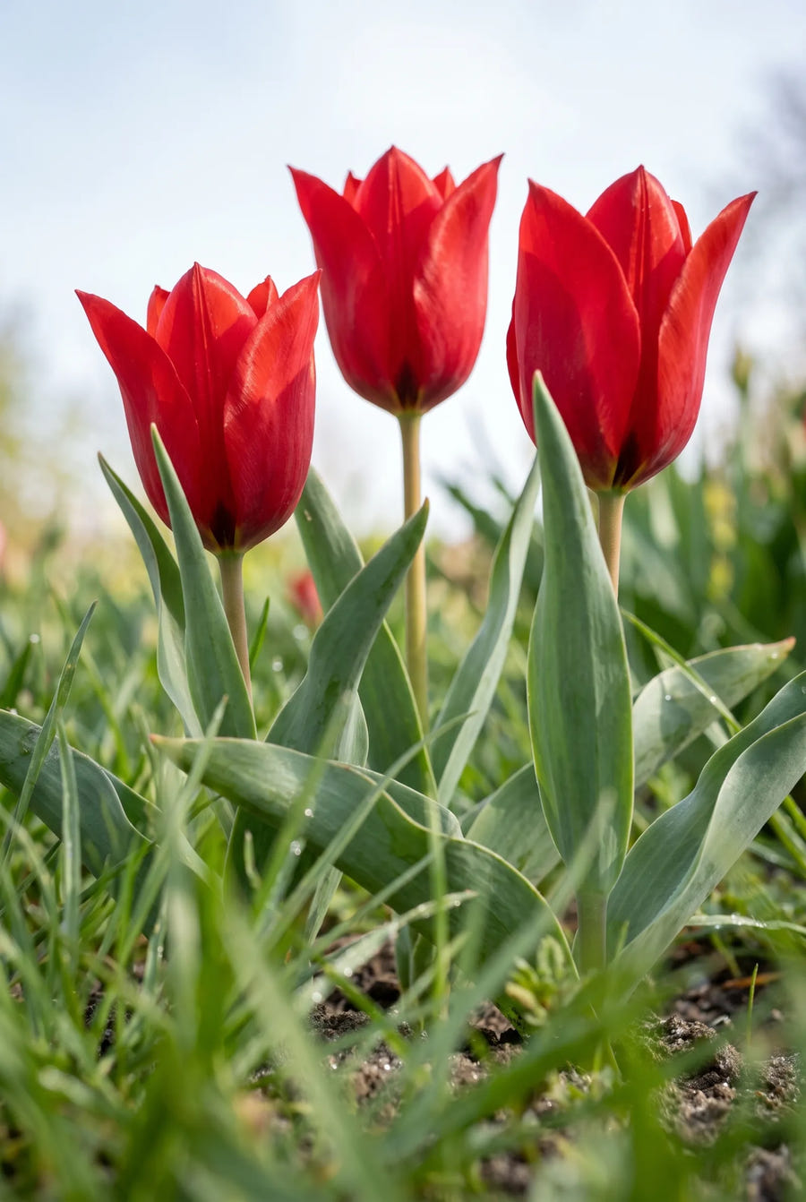 Tulipa Red Hunter — in de tuin