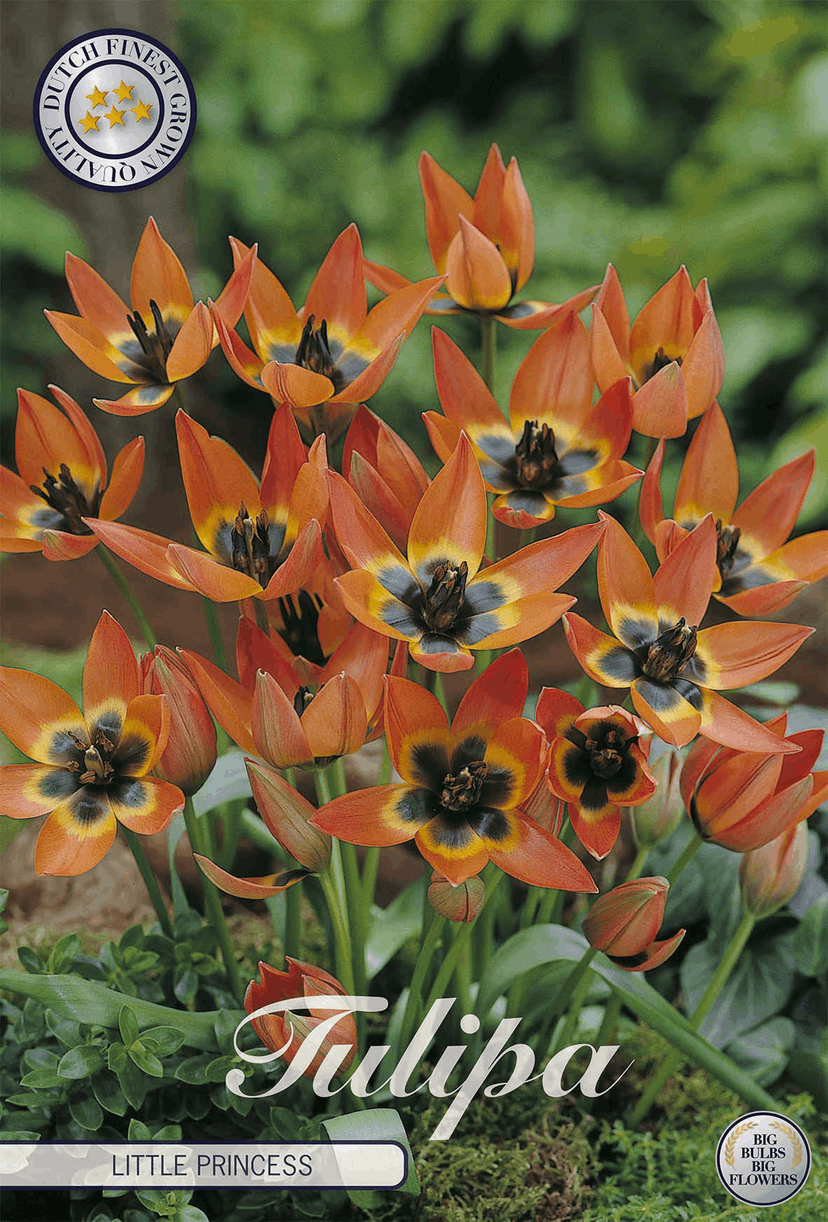 Tulipa, de kleine prinses