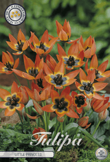 Tulipa, de kleine prinses
