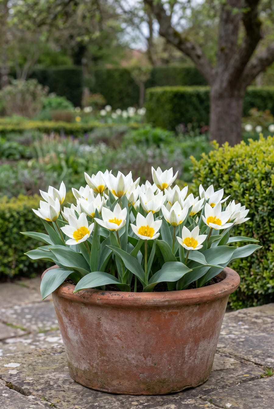 Tulipa Polychroma — in pot op terras