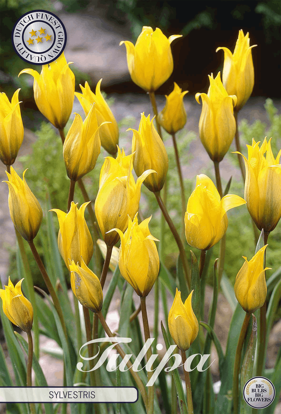 Tulp Sylvestris