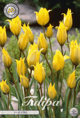 Tulp Sylvestris