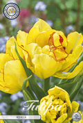 Tulipa Aquilla